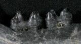 Fossil Tapir Jaw With Two Teeth - Florida #31445-3